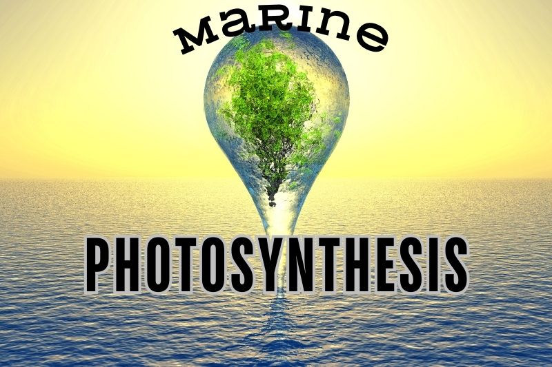Marine Photosynthesis