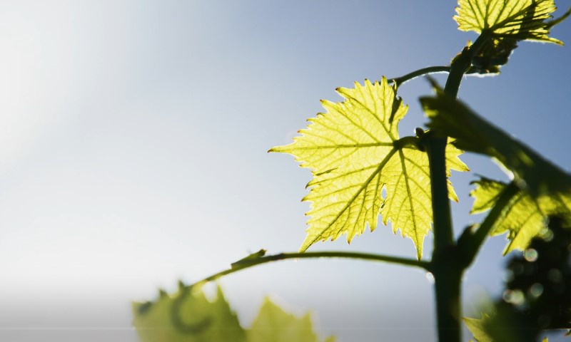 A vine with vibrant green leaves illuminated by sunlight filtering through