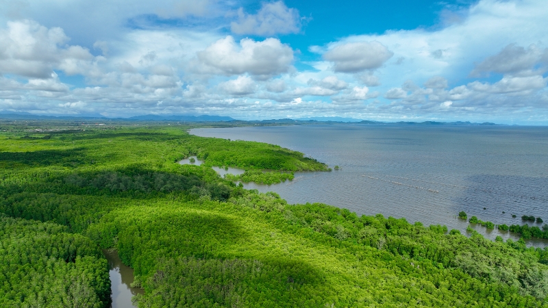Mangrove forest, an example of a carbon sink that could be threatened by climate change