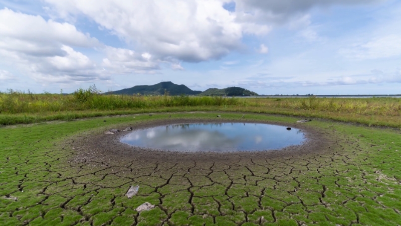A dried-up pond surrounded by cracked earth and sparse vegetation, illustrating the effects of water stress