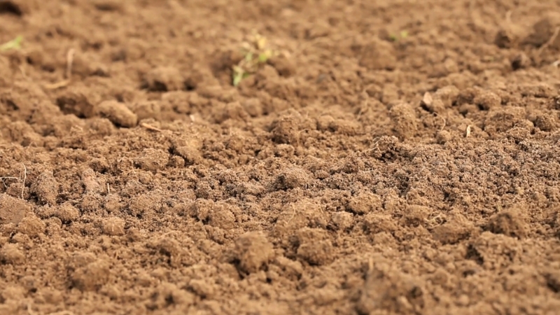 Close-up view of rich, earthy soil, demonstrating the texture of the ground that plays a crucial role in carbon storage