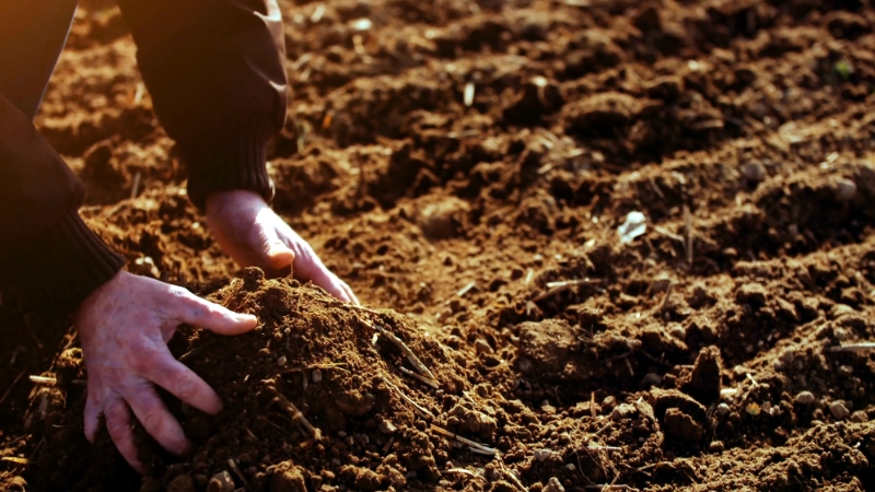 Person working the soil, illustrating the hands-on practices that can enhance soil carbon storage