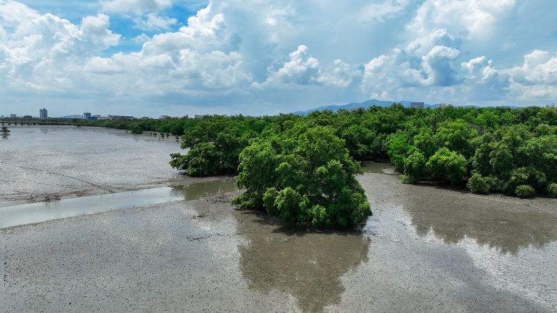 The image shows a mangrove area that could shift from a carbon sink to a carbon source