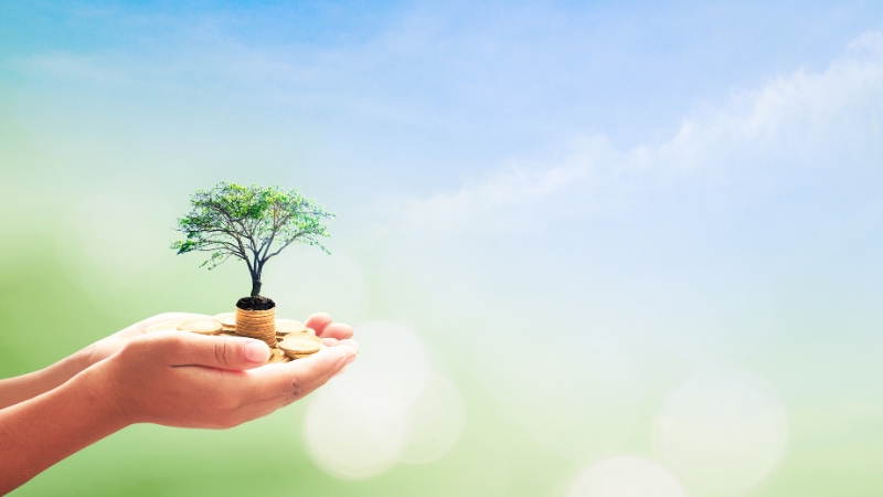 Hands hold a small tree growing from coins, showing support for climate funding