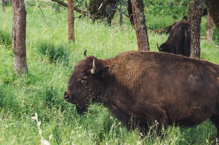 What is Rewilding