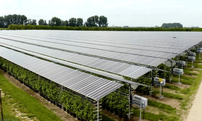Rows of solar panels cover green plants in a field, blending agriculture and renewable energy