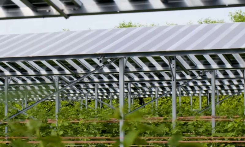 Rows of solar panels installed above a lush green agricultural field