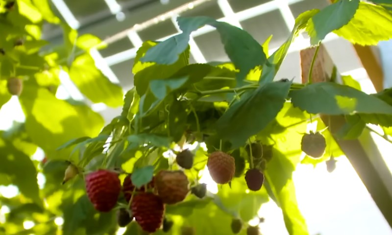 Sunlit raspberries hang from a vine with green leaves, set against a bright sky