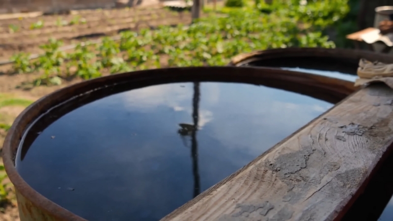 Open rainwater storage barrel with still water near a backyard garden